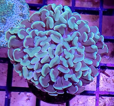 #ad Gold Branching Hammer Coral Live Frag 1 Head Branching Free Shipping WYSIWYG $69.99