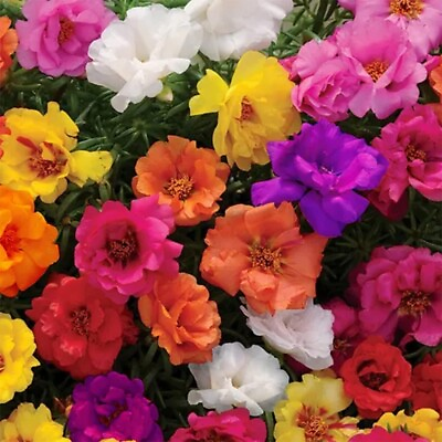 #ad 10000 MIXED MOSS ROSE SEEDS PORTULACA GRANDIFLORA MIX FLOWERS GROUNDCOVER $5.49