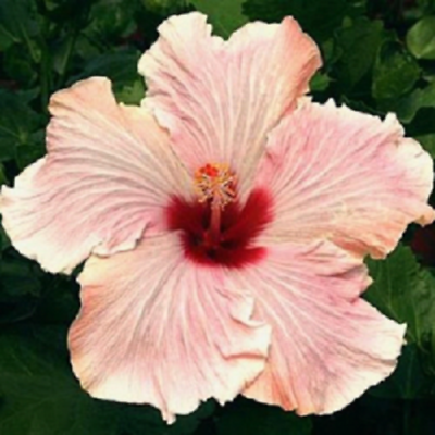 20 Light Pink Hibiscus Seeds Hardy Flower Garden Exotic Perennial 416 $1.29