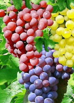#ad GMO FREE RESISTANT GRAPES PINKBLUEYELLLOW TOTAL 15 fresh cuttings $39.00