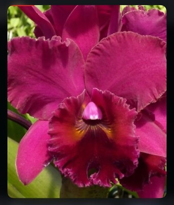#ad Cattleya Rlc James Clarkson X Lucinda Seale Fragrant Red Cerise 2” Pot Orchid $34.99