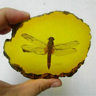 Beautiful Amber Dragonfly Fossil Insects Manual Polishing $24.99