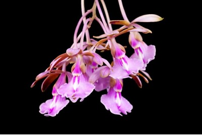 #ad Rhynchomermeleya Piper Claire X Psy. atropurpurea Pink Orchid Bloom Size 4” Pot $49.99