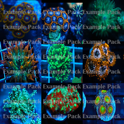 #ad Mixed Coral Pack 10 Frags Soft SPS LPS OFFICE NANO CORAL PACK $159.99