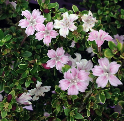#ad Pink Mountain Serissa Tree 2.5quot; Pot House Plant Fairy Garden Plant Bonsai $9.99