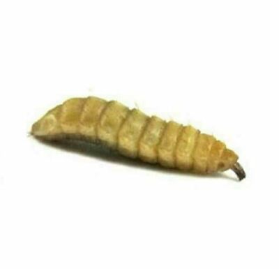 #ad Black Soldier Fly Larvae Live Soldier Worms Free Shipping $8.90