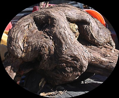 #ad Extremely Rare Eastern Red Cedar Burl Wood Burl Huge Wood Blank Burl Large Burl $999.00