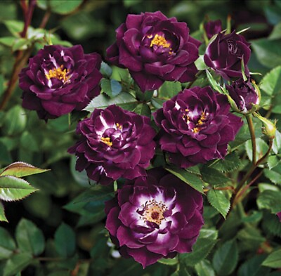 #ad 🌷Ultra Rare Roses “Diamond Eyes” Rose Bare Root Live Plant Fragrant Dark Violet $135.00