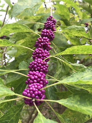 #ad 7 Beauty Berry Bush Live Plant Cuttings No Roots for You to Root Propogate $18.99