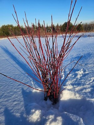 #ad Red Osier Dogwood Branches 30 pack 25 30 inches Fresh Cuttings $29.99