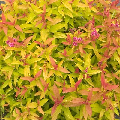 #ad Double Play® Gold Spiraea 4quot; Pot $16.99