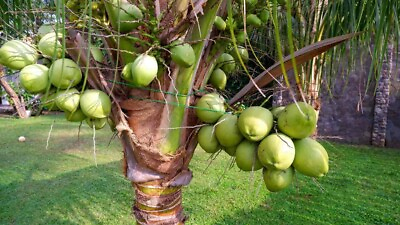 #ad COCONUT Green hawaiian plant palm tree Cocos nucifera ready to pot1 live SEED $12.99