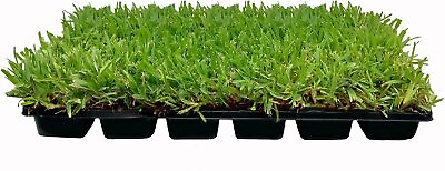 #ad St. Augustine Palmetto Live Large Grass Plugs Drought Shade Sod Turfgrass $92.98