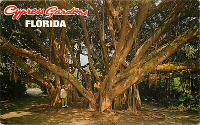 #ad Chrome FL Postcard I461 The Banyan Tree Floridas Cypress Gardens Roadside $3.50