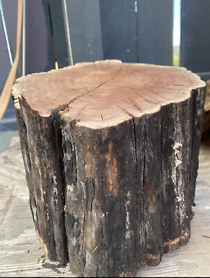#ad GorgeousManzanita Burl 8x10 Wood Turning Lathe Blank $47.00