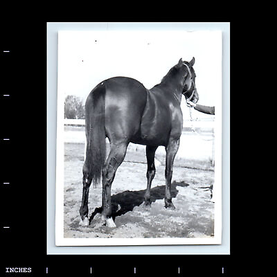 #ad Vintage Photo REAR VIEW OF HORSE $13.00