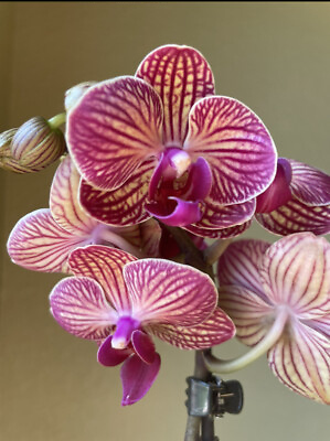 Phalaenopsis Orchid NOID ✨ Magenta amp; off yellow hue veining 🍃 petite blooms $29.00