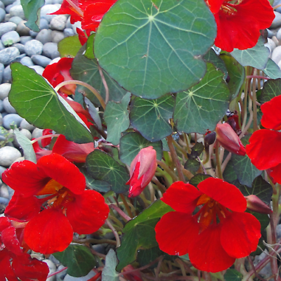 #ad #ad Empress Of India Nasturtium Seeds Non GMO Free Shipping Seed Store 1199 $2.99