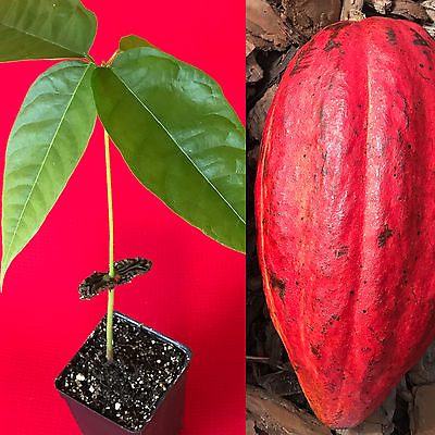 #ad Red Theobroma Cacao Cocoa Chocolate Tropical Fruit Tree Potted Plant 10 13quot; $26.99