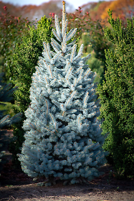 #ad #ad 50 Blue Spruce Seeds Christmas Trees Colorado Picea pungens FREE SHIPPING $3.75