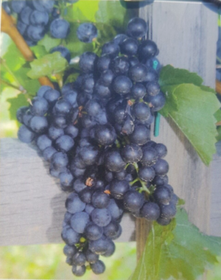 #ad MARS Seedless Grape 3 Gal Healthy Vine Plant Grapes Vineyards LOOK FREE RECIPE $54.95