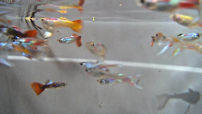 20 for $20 MP#019 VARIETY PACK ALL MALE GUPPIES Great Color Assortment 20pk. $20.00