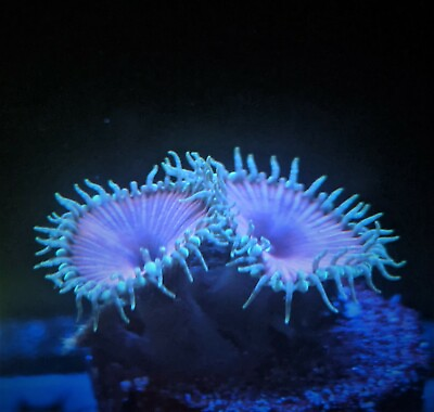 #ad Purple Death Zoa Zoanthid 2 Polyp Frag Free Shipping on Orders over $85 $19.99