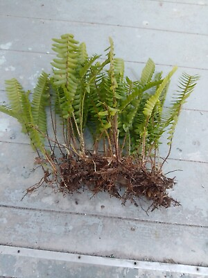 #ad 7 Rooted Live Boston Fern Plants Tropical Garden Organic Shady Place. Evergreen $14.00