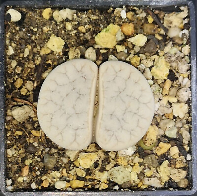 #ad Lithops gracilidelineata C262 phyto available $4.99