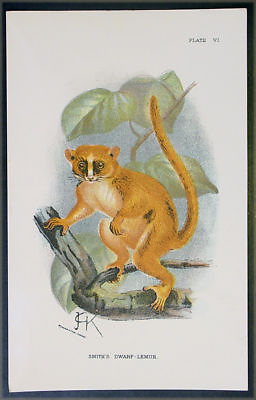 #ad 1890 Lloyds Natural History Antique Print Smith#x27;s Dwarf Lemur $24.46