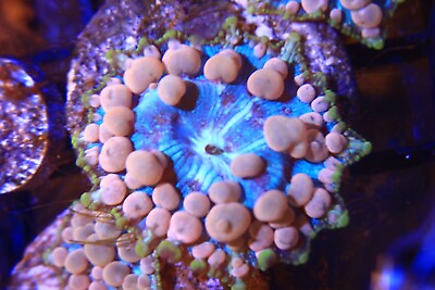 #ad Neptune bounce mushroom live coral frag $65.99