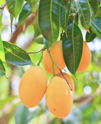 #ad Maprang Mango Mangifera Live Fruit Tree 16inch to 30in $37.99