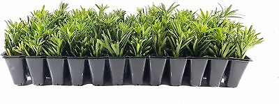 #ad Dwarf Podocarpus Macrophyllus Pringles Live Plants Dense Evergreen Low Hedge $29.98
