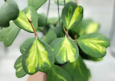 #ad Hoya Kerrii Revers live rare house plants in 6 inch nursery planted pot $61.99