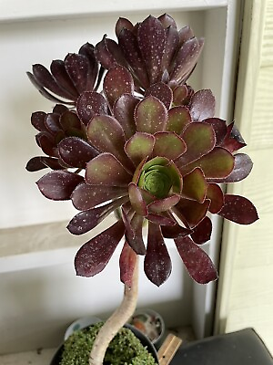#ad hybrid Cluster Aeonium fireracker 18” Bare Roots $40.00