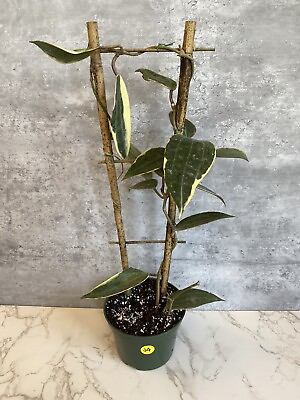 #ad Hoya marophylla albomarginata *5” Rooted Plant w Trellis $28.99