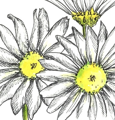 #ad Daisies ACEO Original Drawing White Flower Bouquet Watercolor Ink Drawing Art $10.00
