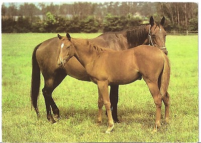 #ad Original Vintage East German DDR Horse PC Two Horses Foal Colt Filly $4.95