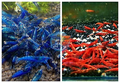 51 Fire Red amp; 51 Dream Blue Shrimp Freshwater Neocaridina Aquarium Shrimp $29.95