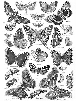 #ad 87288 ILLUSTRATION BUTTERFLY MOTH BLACK WHITE DRAWING Decor Wall Print Poster $13.95