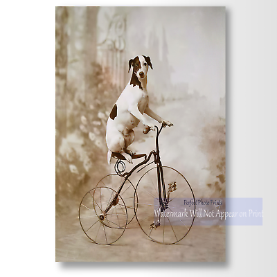 #ad Antique Studio Photo of Whimsical Dog on Tricycle Vintage Photo Print $14.95