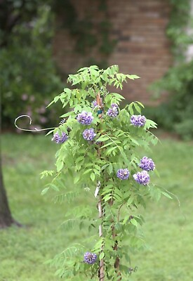 #ad Blue Wisteria live tree seedling 7 to 13 inches $16.00