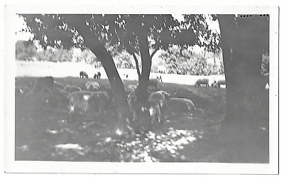 #ad Vintage 1930 Photo Farm Animals Farming Tree Pond Black White Glossy 4.5 x 2.75 $12.59