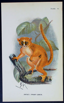 #ad 1890 Lloyds Natural History Antique Print Smith#x27;s Dwarf Lemur $24.46