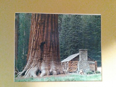 #ad Vtg 1989 Photo of Giant Tree redwood sequoia and cabin 11x15 matted Bo Svensson $39.99