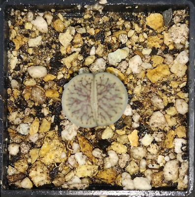 #ad Lithops schwantesii cv. quot;Nutwerkquot; phyto available living stone mesemb $24.99