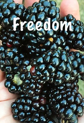 #ad 2 PRIME ARK FREEDOM Live Thornless Blackberry Plants. COLD HARDY $17.00