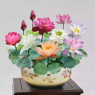 #ad 15pcs Mixed Color The Sacred Bonsai Lotus Flower Seeds $9.95