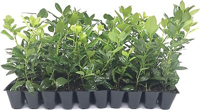 #ad Nellie R. Stevens Holly Live Plants Evergreen Privacy Trees Red Berries $32.98