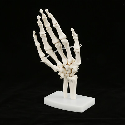 #ad White Life size Hand Skeleton Model Educational Hand Bone Mold Anatomical Hand $19.00